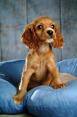 포토 JPG 동물 척추동물 한마리 육지동물 반려견 쿠션 포유류 실내 사람없음 반려동물 코커스패니얼 스패니얼 개 강아지 소형견 아메리칸코커스패니얼 반려 국내포토 1 내부 파일형식