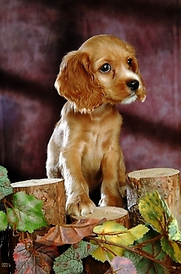 포토 JPG 나무 식물 동물 척추동물 한마리 육지동물 반려견 줄기 잎 포유류 나뭇잎 실내 사람없음 반려동물 코커스패니얼 스패니얼 개 강아지 소형견 아메리칸코커스패니얼 반려 국내포토 1 내부 파일형식