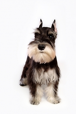 포토 JPG 스튜디오촬영 동물 척추동물 한마리 육지동물 반려견 포유류 사람없음 반려동물 개 강아지 슈나우저 미니어처슈나우져 반려 국내포토 1 실내 파일형식