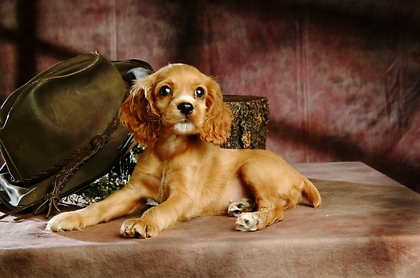 포토 JPG 동물 척추동물 모자 한마리 육지동물 반려견 포유류 실내 사람없음 반려동물 코커스패니얼 스패니얼 개 강아지 소형견 아메리칸코커스패니얼 반려 국내포토 1 잡화 내부 파일형식