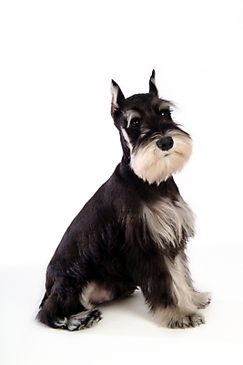 포토 JPG 스튜디오촬영 동물 척추동물 한마리 육지동물 반려견 포유류 사람없음 반려동물 개 강아지 슈나우저 미니어처슈나우져 반려 국내포토 1 실내 파일형식