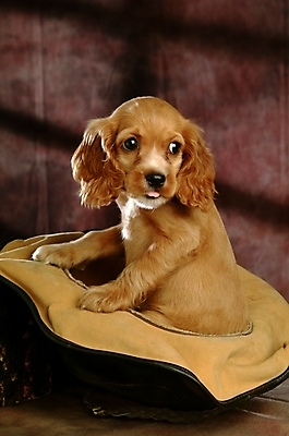 포토 JPG 동물 척추동물 한마리 육지동물 반려견 포유류 실내 사람없음 반려동물 코커스패니얼 스패니얼 개 강아지 소형견 아메리칸코커스패니얼 반려 국내포토 1 내부 파일형식