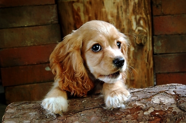 포토 JPG 나무 식물 동물 척추동물 한마리 육지동물 반려견 포유류 벽돌 실내 사람없음 반려동물 코커스패니얼 스패니얼 개 강아지 소형견 아메리칸코커스패니얼 반려 국내포토 1 내부 파일형식