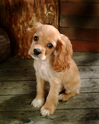 포토 JPG 나무 식물 동물 척추동물 한마리 육지동물 반려견 포유류 벽돌 실내 사람없음 반려동물 코커스패니얼 스패니얼 개 강아지 소형견 아메리칸코커스패니얼 반려 국내포토 1 내부 파일형식