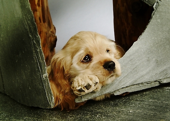 포토 JPG 동물 척추동물 한마리 육지동물 반려견 포유류 실내 사람없음 반려동물 코커스패니얼 스패니얼 개 강아지 소형견 아메리칸코커스패니얼 반려 국내포토 1 내부 파일형식