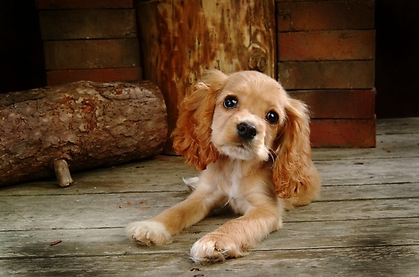 포토 JPG 나무 식물 동물 척추동물 한마리 육지동물 반려견 포유류 벽돌 실내 사람없음 반려동물 코커스패니얼 스패니얼 개 강아지 소형견 아메리칸코커스패니얼 반려 국내포토 1 내부 파일형식