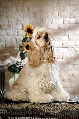 포토 JPG 식물 동물 척추동물 한마리 육지동물 반려견 가구 포유류 해바라기 실내 사람없음 반려동물 꽃병 코커스패니얼 스패니얼 침대 개 아메리칸코커스패니얼 강아지침대 반려 국내포토 1 꽃 생활용품 내부 애견용품 파일형식