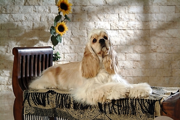 포토 JPG 식물 동물 척추동물 한마리 육지동물 반려견 가구 포유류 해바라기 실내 사람없음 반려동물 꽃병 코커스패니얼 스패니얼 침대 개 아메리칸코커스패니얼 강아지침대 반려 국내포토 1 꽃 생활용품 내부 애견용품 파일형식