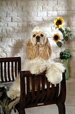 포토 JPG 식물 동물 척추동물 한마리 육지동물 반려견 가구 포유류 해바라기 실내 사람없음 반려동물 꽃병 코커스패니얼 스패니얼 침대 개 아메리칸코커스패니얼 강아지침대 반려 국내포토 1 꽃 생활용품 내부 애견용품 파일형식