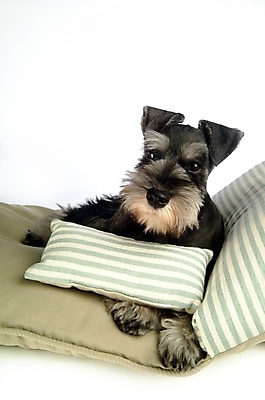 포토 JPG 스튜디오촬영 동물 척추동물 한마리 육지동물 반려견 쿠션 포유류 베개 침구 사람없음 반려동물 개 강아지 슈나우저 미니어처슈나우져 반려 국내포토 1 실내 파일형식