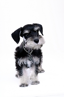 포토 JPG 스튜디오촬영 동물 척추동물 한마리 육지동물 반려견 포유류 사람없음 반려동물 개 강아지 슈나우저 미니어처슈나우져 반려 국내포토 1 실내 파일형식