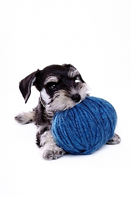 포토 JPG 스튜디오촬영 동물 척추동물 한마리 육지동물 반려견 포유류 사람없음 반려동물 털실 실 개 강아지 슈나우저 실타래 미니어처슈나우져 실뭉치 반려 국내포토 1 실내 파일형식