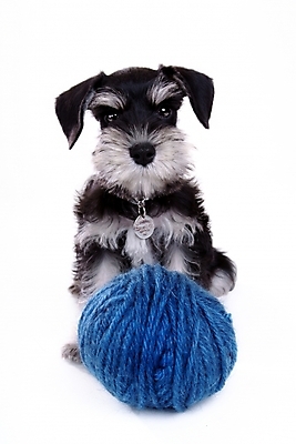 포토 JPG 스튜디오촬영 동물 척추동물 한마리 육지동물 반려견 포유류 사람없음 반려동물 털실 실 개 강아지 슈나우저 실타래 미니어처슈나우져 실뭉치 반려 국내포토 1 실내 파일형식