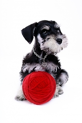 포토 JPG 스튜디오촬영 동물 척추동물 한마리 육지동물 반려견 포유류 사람없음 반려동물 털실 실 개 강아지 슈나우저 실타래 미니어처슈나우져 실뭉치 반려 국내포토 1 실내 파일형식