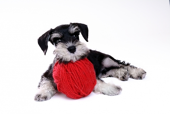 포토 JPG 스튜디오촬영 동물 척추동물 한마리 육지동물 반려견 포유류 사람없음 반려동물 털실 실 개 강아지 슈나우저 실타래 미니어처슈나우져 실뭉치 반려 국내포토 1 실내 파일형식