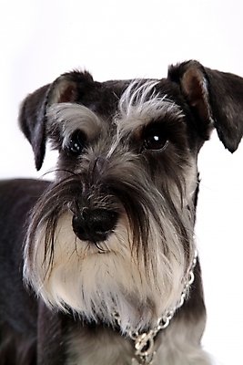 포토 JPG 스튜디오촬영 동물 척추동물 한마리 육지동물 반려견 포유류 사람없음 반려동물 개 강아지 슈나우저 미니어처슈나우져 반려 국내포토 1 실내 파일형식