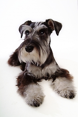 포토 JPG 스튜디오촬영 동물 척추동물 한마리 육지동물 반려견 포유류 사람없음 반려동물 개 강아지 슈나우저 미니어처슈나우져 반려 국내포토 1 실내 파일형식