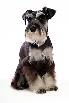 포토 JPG 스튜디오촬영 동물 척추동물 한마리 육지동물 반려견 포유류 사람없음 반려동물 개 강아지 슈나우저 미니어처슈나우져 반려 국내포토 1 실내 파일형식