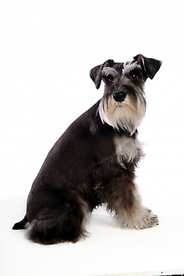 포토 JPG 스튜디오촬영 동물 척추동물 한마리 육지동물 반려견 포유류 사람없음 반려동물 개 강아지 슈나우저 미니어처슈나우져 반려 국내포토 1 실내 파일형식