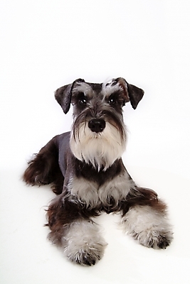 포토 JPG 스튜디오촬영 동물 척추동물 한마리 육지동물 반려견 포유류 사람없음 반려동물 개 강아지 슈나우저 미니어처슈나우져 반려 국내포토 1 실내 파일형식