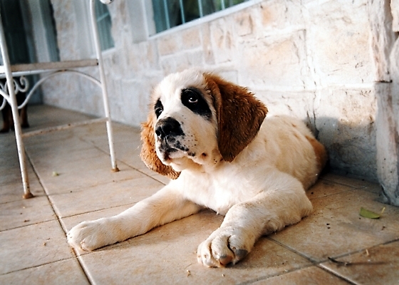 포토 JPG 주간 동물 척추동물 한마리 육지동물 건축물 건축 반려견 포유류 주택 사람없음 야외 건물 반려동물 개 강아지 세인트버나드 반려 국내포토 자연요소 1 파일형식