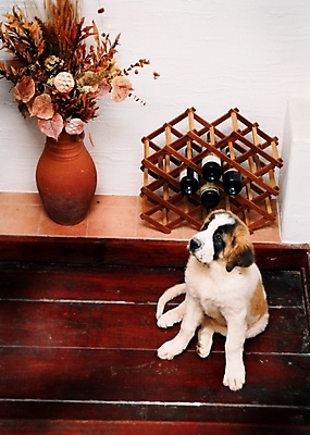 포토 JPG 식물 동물 척추동물 한마리 육지동물 꽃 화분 반려견 포유류 술병 실내 사람없음 반려동물 개 강아지 장식장 양주 세인트버나드 반려 국내포토 1 가구 병_용기 주류 내부 파일형식