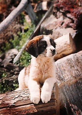포토 JPG 주간 나무 식물 동물 척추동물 한마리 육지동물 반려견 포유류 사람없음 야외 반려동물 개 강아지 세인트버나드 반려 국내포토 자연요소 1 파일형식