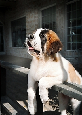 포토 JPG 주간 동물 척추동물 한마리 육지동물 건축물 건축 반려견 포유류 난간 주택 사람없음 야외 건물 반려동물 개 강아지 세인트버나드 반려 국내포토 자연요소 1 파일형식