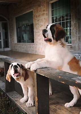 포토 JPG 주간 동물 척추동물 육지동물 건축물 건축 반려견 두마리 포유류 난간 주택 사람없음 야외 건물 반려동물 개 강아지 세인트버나드 반려 국내포토 자연요소 2 파일형식