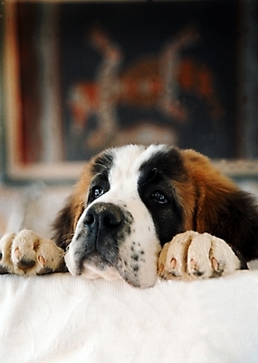 포토 JPG 동물 척추동물 한마리 육지동물 반려견 포유류 실내 사람없음 반려동물 개 강아지 세인트버나드 반려 국내포토 1 내부 파일형식