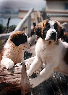 포토 JPG 주간 나무 동물 척추동물 육지동물 반려견 두마리 포유류 사람없음 야외 반려동물 개 강아지 세인트버나드 반려 국내포토 자연요소 식물 2 파일형식