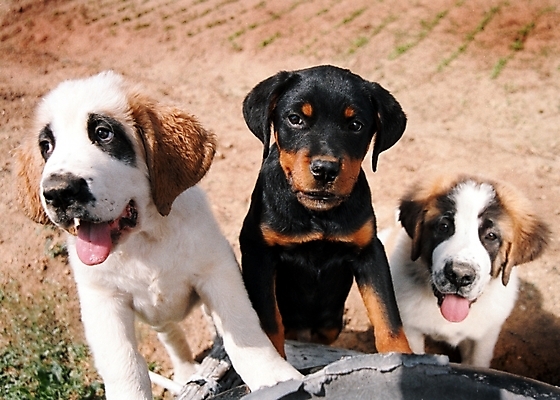 포토 JPG 주간 동물 척추동물 육지동물 반려견 포유류 세마리 사람없음 야외 반려동물 강아지 세인트버나드 미니어처핀셔 반려 국내포토 자연요소 3 개 파일형식 핀셔