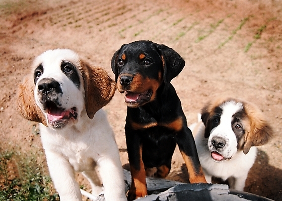 포토 JPG 주간 동물 척추동물 육지동물 반려견 포유류 세마리 사람없음 야외 반려동물 강아지 세인트버나드 미니어처핀셔 반려 국내포토 자연요소 3 개 파일형식 핀셔