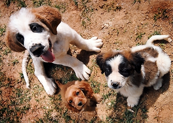 포토 JPG 주간 식물 동물 척추동물 육지동물 반려견 포유류 세마리 초원 사람없음 야외 반려동물 하이앵글 코커스패니얼 풀 개 강아지 세인트버나드 반려 국내포토 자연요소 뷰포인트 3 스패니얼 파일형식