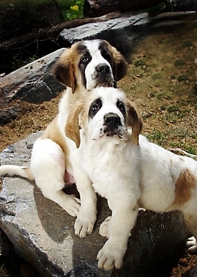 포토 JPG 주간 동물 척추동물 육지동물 반려견 두마리 포유류 사람없음 야외 반려동물 돌_바위 개 강아지 세인트버나드 반려 국내포토 자연요소 2 파일형식