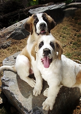 포토 JPG 주간 동물 척추동물 육지동물 반려견 두마리 포유류 사람없음 야외 반려동물 돌_바위 개 강아지 세인트버나드 반려 국내포토 자연요소 2 파일형식