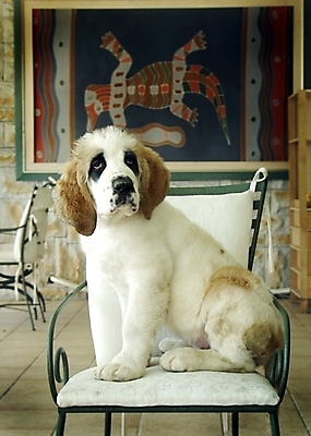 포토 JPG 동물 척추동물 한마리 육지동물 반려견 의자 포유류 실내 사람없음 반려동물 인테리어 개 강아지 세인트버나드 반려 국내포토 1 디자인 가구 내부 파일형식