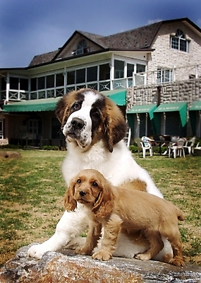 포토 JPG 주간 식물 동물 척추동물 육지동물 건축물 공원 건축 반려견 두마리 의자 포유류 난간 주택 잔디 사람없음 야외 건물 반려동물 정원 개 강아지 세인트버나드 반려 국내포토 자연요소 공공시설 가구 2 파일형식