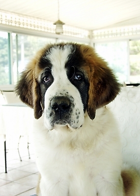 포토 JPG 동물 척추동물 한마리 육지동물 반려견 포유류 실내 사람없음 반려동물 인테리어 개 강아지 세인트버나드 반려 국내포토 1 디자인 내부 파일형식