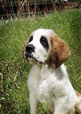 포토 JPG 주간 식물 동물 척추동물 한마리 육지동물 반려견 포유류 초원 사람없음 야외 반려동물 풀 개 강아지 세인트버나드 반려 국내포토 자연요소 1 파일형식