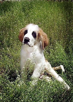 포토 JPG 주간 식물 동물 척추동물 한마리 육지동물 반려견 포유류 초원 사람없음 야외 반려동물 풀 개 강아지 세인트버나드 반려 국내포토 자연요소 1 파일형식