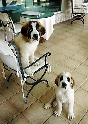 포토 JPG 동물 척추동물 육지동물 반려견 두마리 의자 포유류 탁자 실내 사람없음 반려동물 인테리어 개 강아지 세인트버나드 반려 국내포토 디자인 가구 2 내부 파일형식