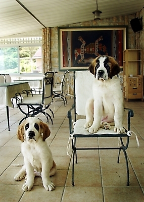 포토 JPG 동물 척추동물 육지동물 반려견 두마리 의자 포유류 실내 사람없음 반려동물 인테리어 개 강아지 세인트버나드 반려 국내포토 디자인 가구 2 내부 파일형식