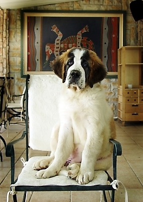 포토 JPG 동물 척추동물 한마리 육지동물 반려견 의자 포유류 실내 사람없음 반려동물 인테리어 개 강아지 세인트버나드 반려 국내포토 1 디자인 가구 내부 파일형식