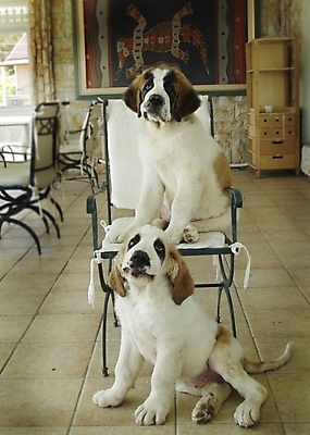 포토 JPG 동물 척추동물 육지동물 반려견 두마리 의자 포유류 실내 사람없음 반려동물 인테리어 개 강아지 세인트버나드 반려 국내포토 디자인 가구 2 내부 파일형식