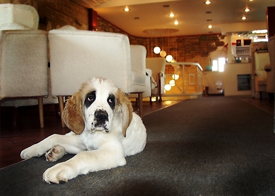 포토 JPG 동물 척추동물 한마리 육지동물 반려견 의자 포유류 실내 사람없음 반려동물 인테리어 개 강아지 세인트버나드 반려 국내포토 1 디자인 가구 내부 파일형식