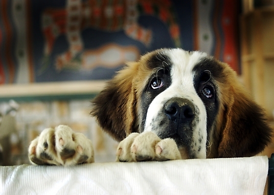 포토 JPG 동물 척추동물 한마리 육지동물 반려견 포유류 실내 사람없음 반려동물 인테리어 개 강아지 세인트버나드 반려 국내포토 1 디자인 내부 파일형식