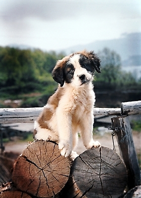 포토 JPG 주간 나무 식물 동물 척추동물 한마리 육지동물 반려견 포유류 난간 사람없음 야외 반려동물 개 강아지 세인트버나드 반려 국내포토 자연요소 1 파일형식