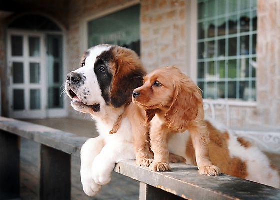 포토 JPG 주간 동물 척추동물 육지동물 건축물 건축 반려견 두마리 포유류 난간 주택 사람없음 야외 건물 반려동물 코커스패니얼 개 강아지 세인트버나드 반려 국내포토 자연요소 2 스패니얼 파일형식