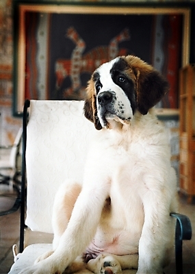 포토 JPG 동물 척추동물 한마리 육지동물 반려견 의자 포유류 실내 사람없음 반려동물 인테리어 개 강아지 세인트버나드 반려 국내포토 1 디자인 가구 내부 파일형식